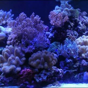 Juwel-aquariums.ru фото 2