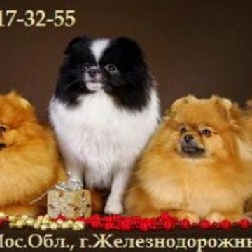 Леруа Марин - питомник шпицев фото 3