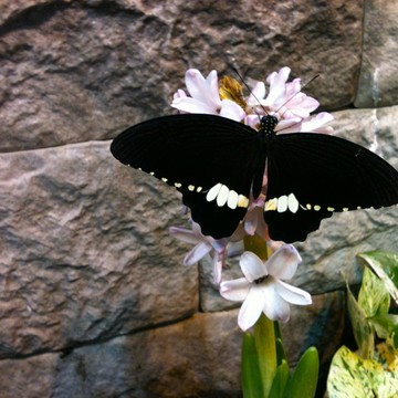 Сад бабочек Миндо фото 2