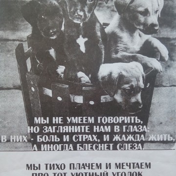 Приют для собак Верность в Свердловском районе фото 1