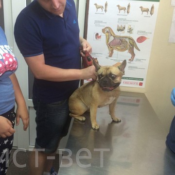 Ветеринарная клиника Аист-вет на улице Чистяковой фото 3