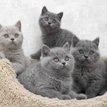 Питомник британских кошек Кент Старт фото 2