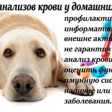 Ветеринарный центр Балу на улице Объединения фото 3