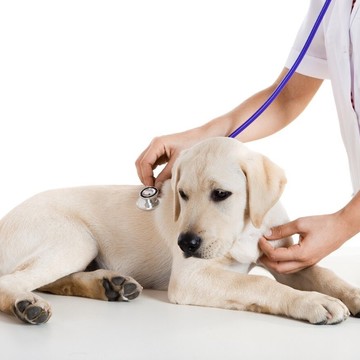 Ветеринарная клиника PetHealth 24 фото 2