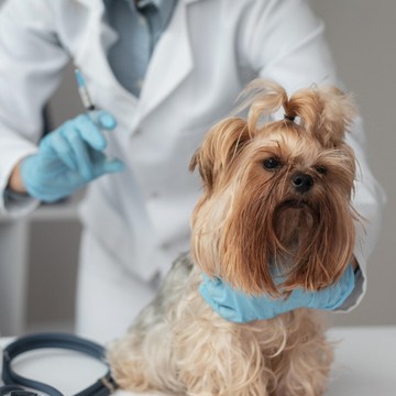 Ветеринарный центр Белый Бим на Юнтоловском проспекте фото 2