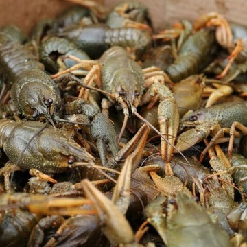 Компания Большой Раковски фото 2