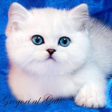 Gregori al Gato - питомник британских серебристых кошек фото 3