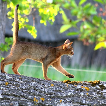 Safari Style фото 1