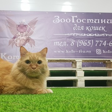 Гостиница для кошек КотоФея на Школьной улице фото 2