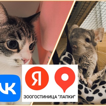 Зоогостиница Лапки фото 2