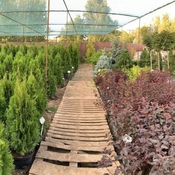 Питомник растений Royal Garden в Приволжском районе фото 1