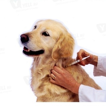 Ветеринарная помощь &quot;НЕОТЛОЖКА&quot; фото 3