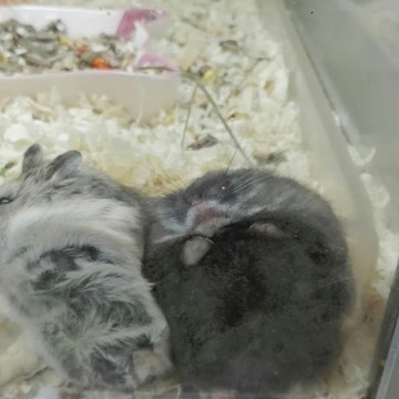 хомяки нашли уютное местечко =)