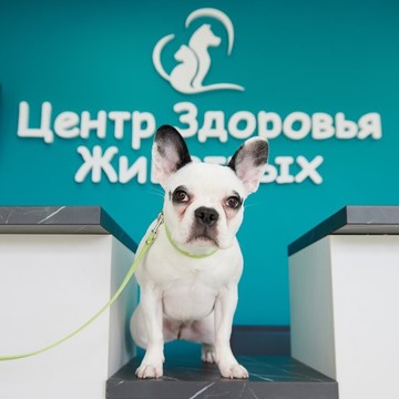 Ветеринарная клиника Центр Здоровья Животных на Тепличной улице фото 3