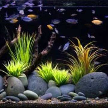 Juwel-aquariums.ru фото 1