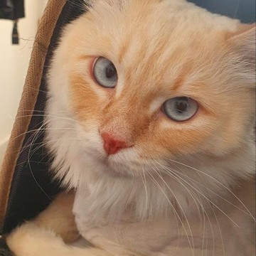 Ветеринарный кабинет Хакуна Матата фото 3