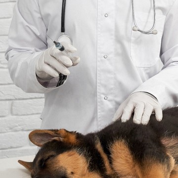 Ветеринарный центр Белый Бим на метро Шушары фото 3