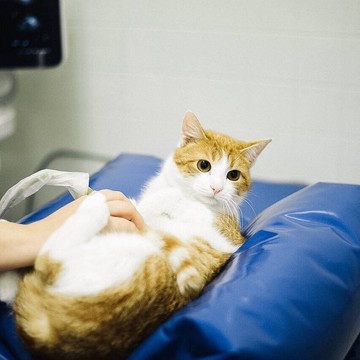 Ветеринарный центр на улице Волоха фото 3