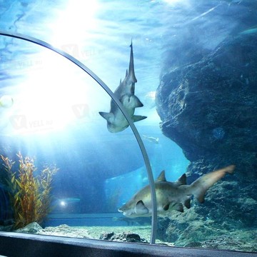 Морской аквариум фото 1