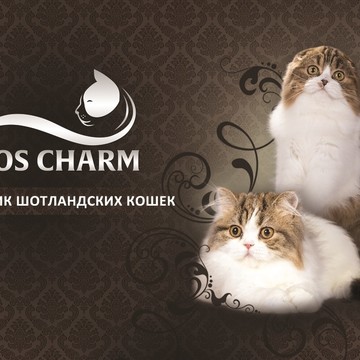 Элитный питомник шотландских кошек MOS CHARM на улице Костякова фото 2
