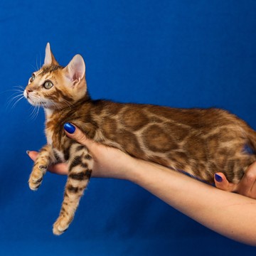Питомник Бенгальских кошек Farida Star фото 1