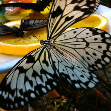 Сад бабочек Миндо фото 3