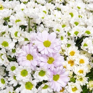 Магазин цветов Малина. 40 фото 3