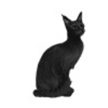 Черная кошка фото 3