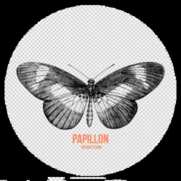 Papillon D-Studio фото 2