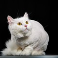 Фотография специалиста Совкова Анна
