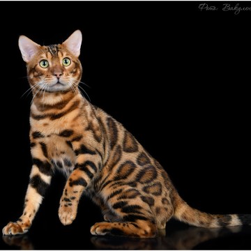 Питомник Бенгальских кошек Farida Star фото 3