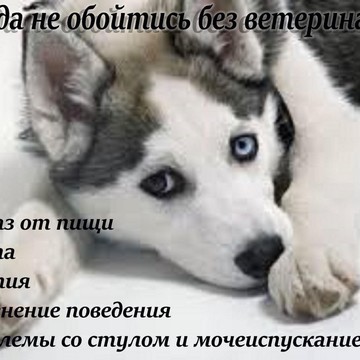 Ветеринарный центр Балу на Владимирской улице фото 2