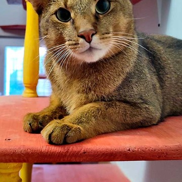 CenterCat - гостиница для кошек фото 1