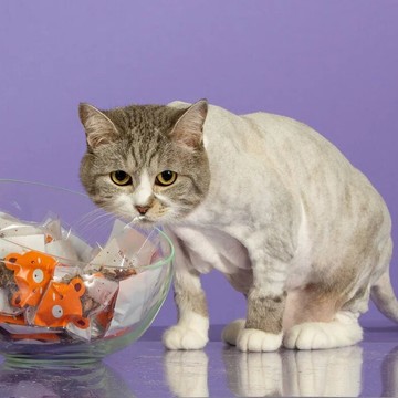 Студия груминга Кот Моне фото 3