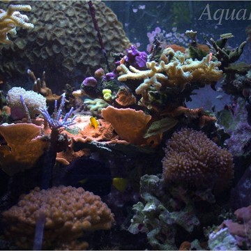 АкваФамили - семейная аквариумная фирма фото 2