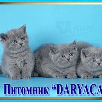 Daryacats фото 2