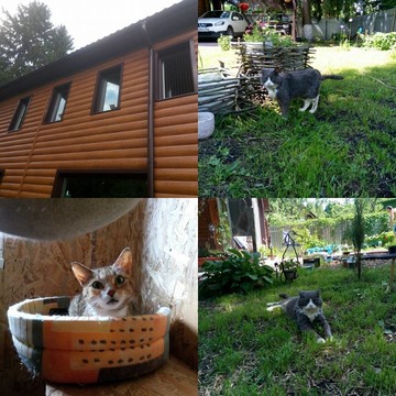 Передержка кошек фото 2