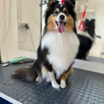 Зоосалон Хвосты и Лапы фото 3