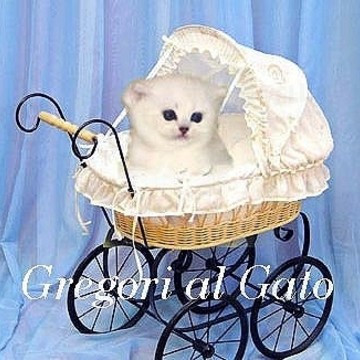 Gregori al Gato - питомник британских серебристых кошек фото 2