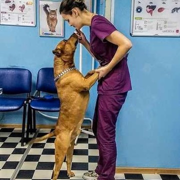 Ветеринарный центр ГорВетЗдрав на Пролетарской улице фото 2