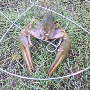Магазин рыбы и морепродуктов Ракам - Да! фото 1