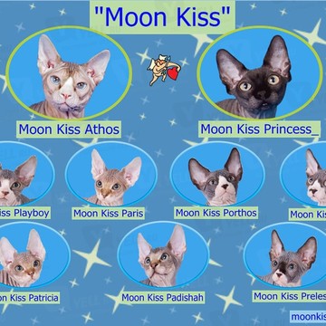 Moon Kiss фото 3