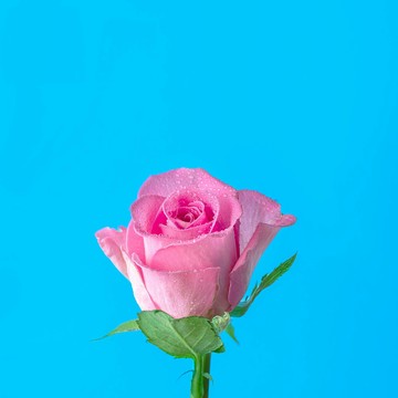 100 Роз фото 2