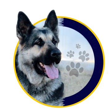 Питомник восточноевропейских овчарок Bridgepets на улице Партизана Германа фото 1