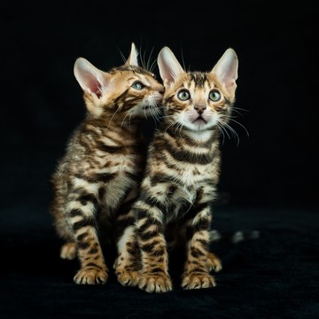 Питомник бенгальских кошек Farida Star фото 3