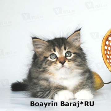 Питомник сибирских и невских маскарадных кошек Baraj фото 2