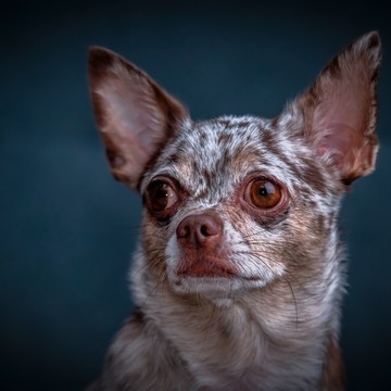 Фотостудия «Дикий Запад» фото 2