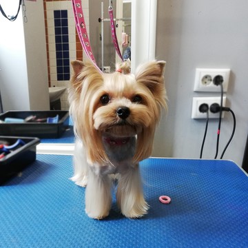 Студия груминга Chapa-groom фото 2