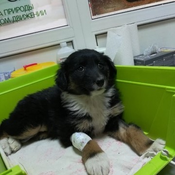 Ветеринарная клиника Центр здоровья животных на Московском проспекте фото 1