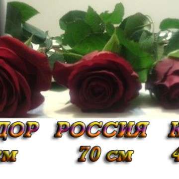 СПб Роза - Доставка цветов фото 2